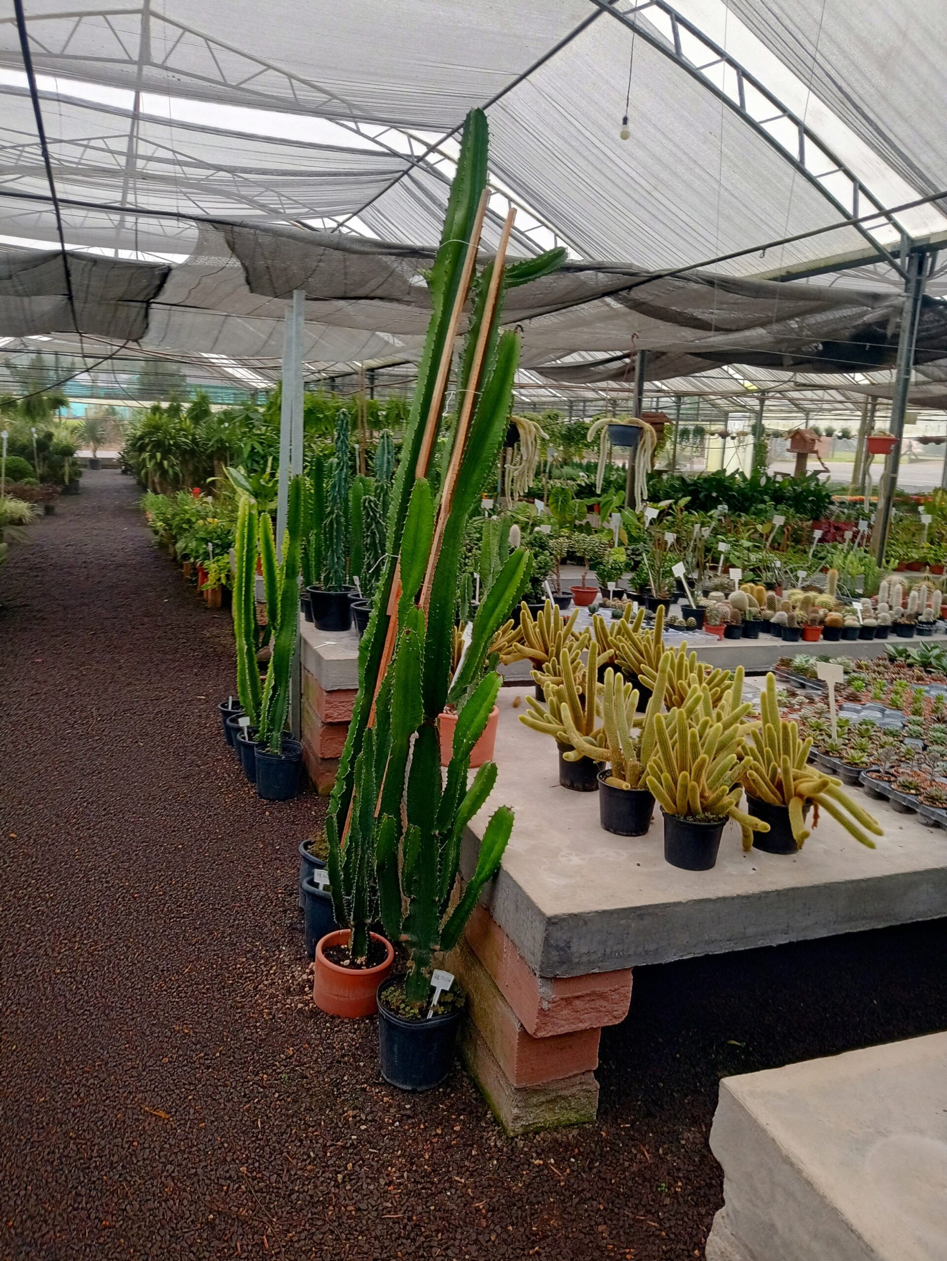 IMG_20240819_073253110_HDR~2