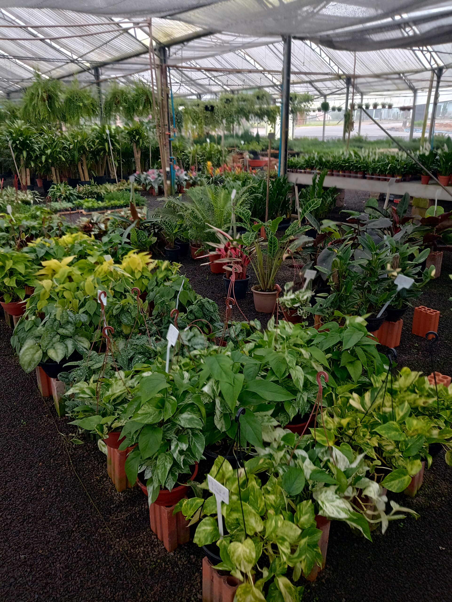 IMG_20240819_073304571_HDR