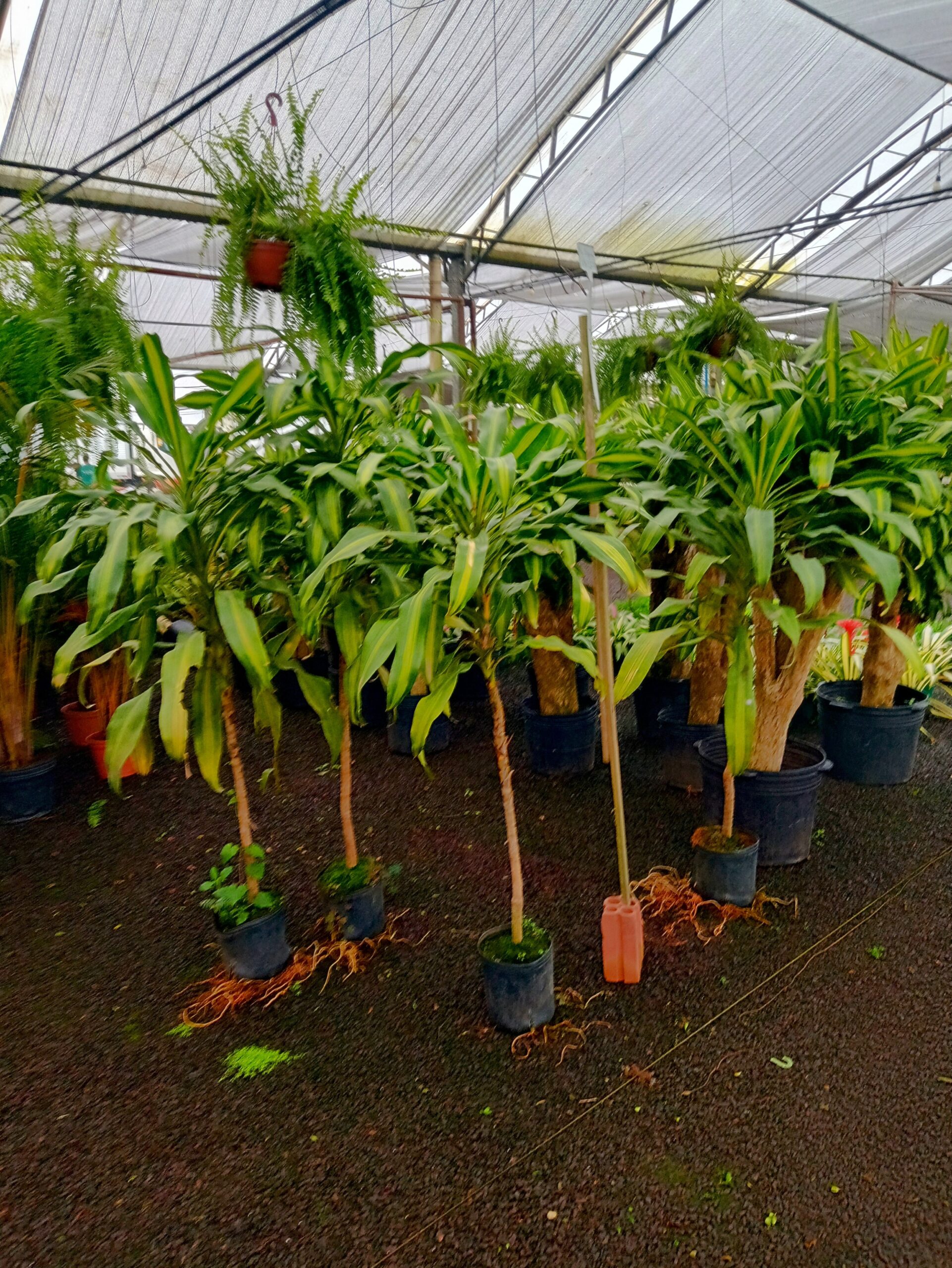 IMG_20240819_073337883_HDR~2