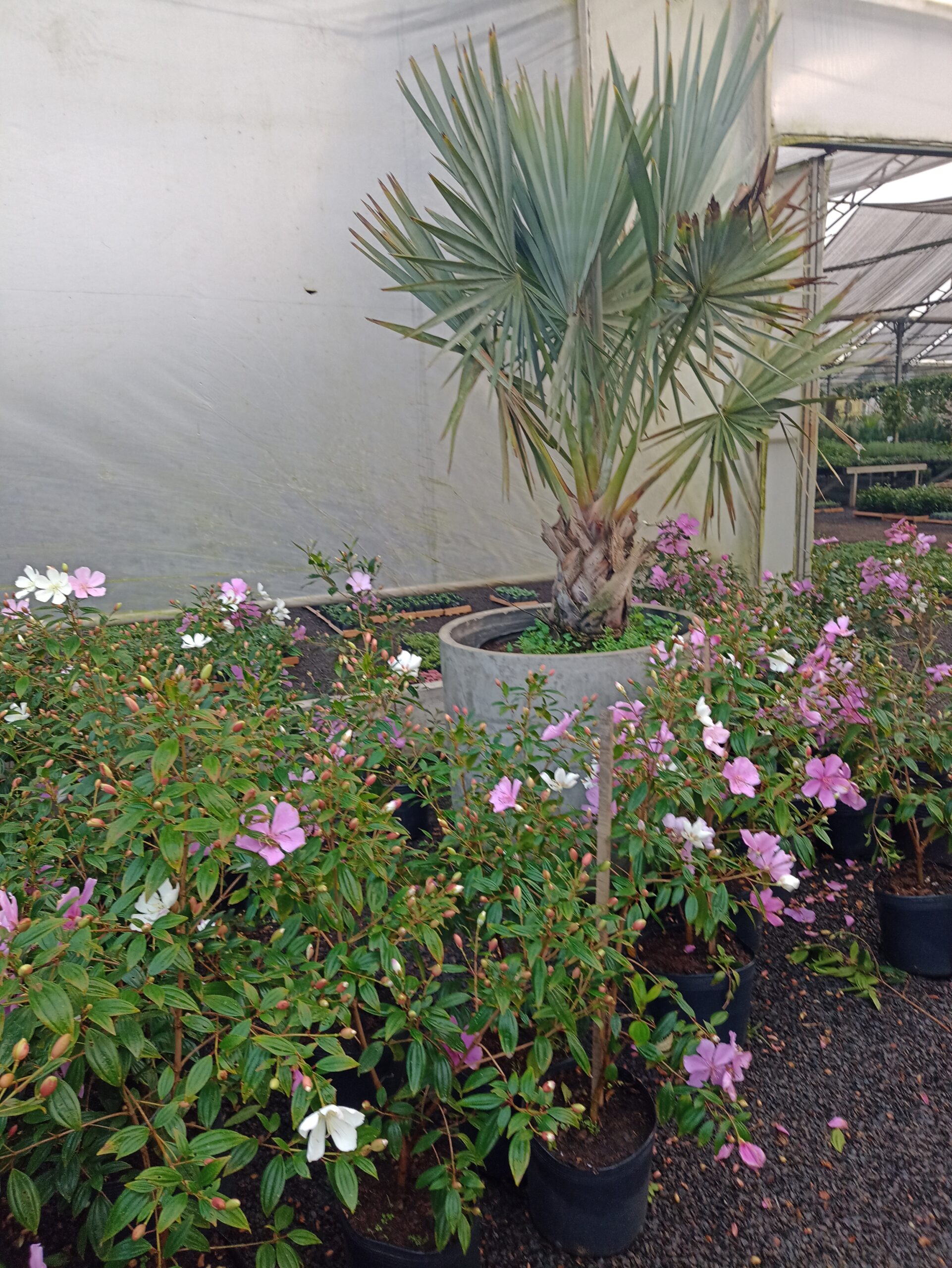 IMG_20240819_074718174